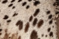 Horse hair brown spots on a white background