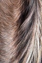 horse hair, close up chestnut color. Background. brown horse hair Royalty Free Stock Photo