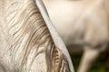 Mane detail on white horse back Royalty Free Stock Photo