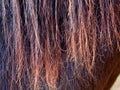Horse Hair Texture