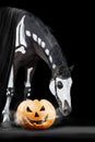 Horse skeleton and helloween pumpkin