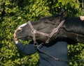 Horse in a halter and blanket close-up against the background of the forest