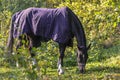 Horse in a halter and blanket close-up against a forest background