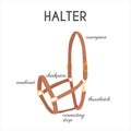 Horse Halter Parts. Infographic banner with detailed names. Stable equipment. Equestrian leather tack. Equine sports