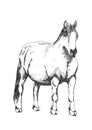 Horse, hand drawing