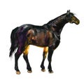 Horse hand drawn watercolor illustration. Sport Stallion.