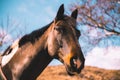 Horse Royalty Free Stock Photo