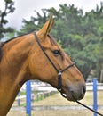 The horse. Haras in Rio de Janeiro