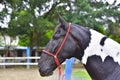 The horse. Haras in Rio de Janeiro