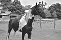 The horse. Haras in Rio de Janeiro Royalty Free Stock Photo