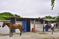 The horse. Haras in Rio de Janeiro