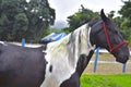 The horse. Haras in Rio de Janeiro