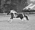 The horse. Haras in Rio de Janeiro Royalty Free Stock Photo