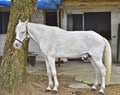 The horse. Haras in Rio de Janeiro Royalty Free Stock Photo
