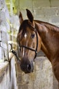 the horse. Haras in Rio de Janeiro Royalty Free Stock Photo