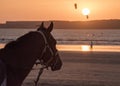 Horse with a harness looking out to sea at sunset