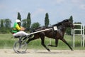 Horse during harness race