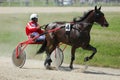 Horse during harness race