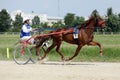 Horse during harness race