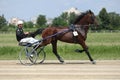 Horse during harness race