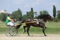 Horse during harness race