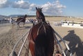 Horse harness race 052 Royalty Free Stock Photo