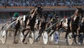 Horse harness race in mallorca hippodrome detail Royalty Free Stock Photo