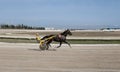 Horse harness race rider Royalty Free Stock Photo