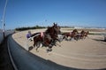 Horse harness race starting in mallorca hippodrome Royalty Free Stock Photo