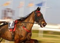 Horse harness race or sulky race in palma de mallorca hippodrome Royalty Free Stock Photo