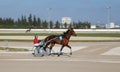 Horse harness race or sulky race rider preparing before race in palma de mallorca hippodrome