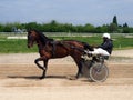 Horse harness racing in Ploiesti, Romania