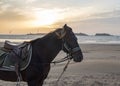 Horse with a harness and saddle standing on a beach - kitesurfers and a golden sunset in the back ground Royalty Free Stock Photo