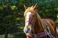 A horse in a harness stands in a deciduous forest