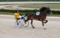 Horse harness sulky pony race in palma de mallorca hippodrome panning wide Royalty Free Stock Photo