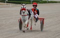 Horse harness sulky pony race in palma de mallorca hippodrome panning wide