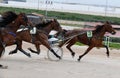 Horse harness sulky race in palma de mallorca hippodrome panning