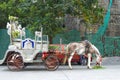 Horse harnessed with the carriage Royalty Free Stock Photo