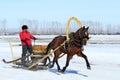 The horse harnessed in sledge