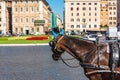 A horse harnessed to a carriage in the Piazza Venezia, Roma, Italy, cars and buildings in the background Royalty Free Stock Photo