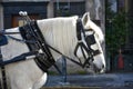 Horse harnessed to the carriage. Royalty Free Stock Photo