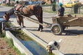 Horse harnessed to cart and little dog drinking water from a trough in village