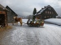 A horse harnessed to a sled