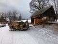 A horse harnessed to a sled