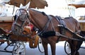 Horse harnessed with traditional anti-fly cotton caps