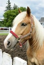 Horse head Royalty Free Stock Photo