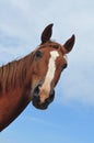 Horse head Royalty Free Stock Photo