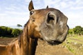 Horse head Royalty Free Stock Photo