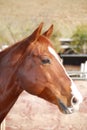 Portrait of a Young Quarter Horse