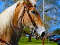 Horse head Royalty Free Stock Photo